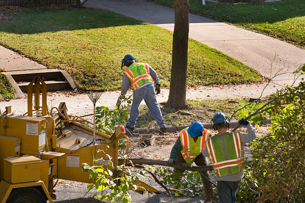 Trusted Wekiwa Springs, FL  Tree Services Experts