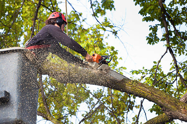  Wekiwa Springs, FL Tree Services Pros